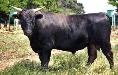 Wagyu